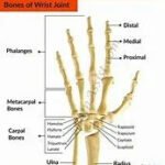 Wrist & Forearm Splint 2016 - Small